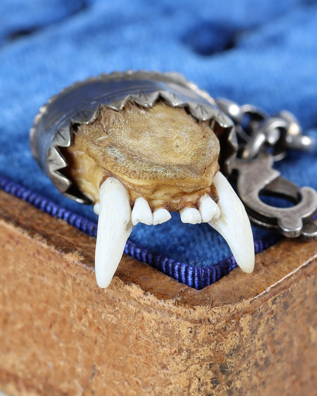Antique Charivari Animal Tooth Pendant