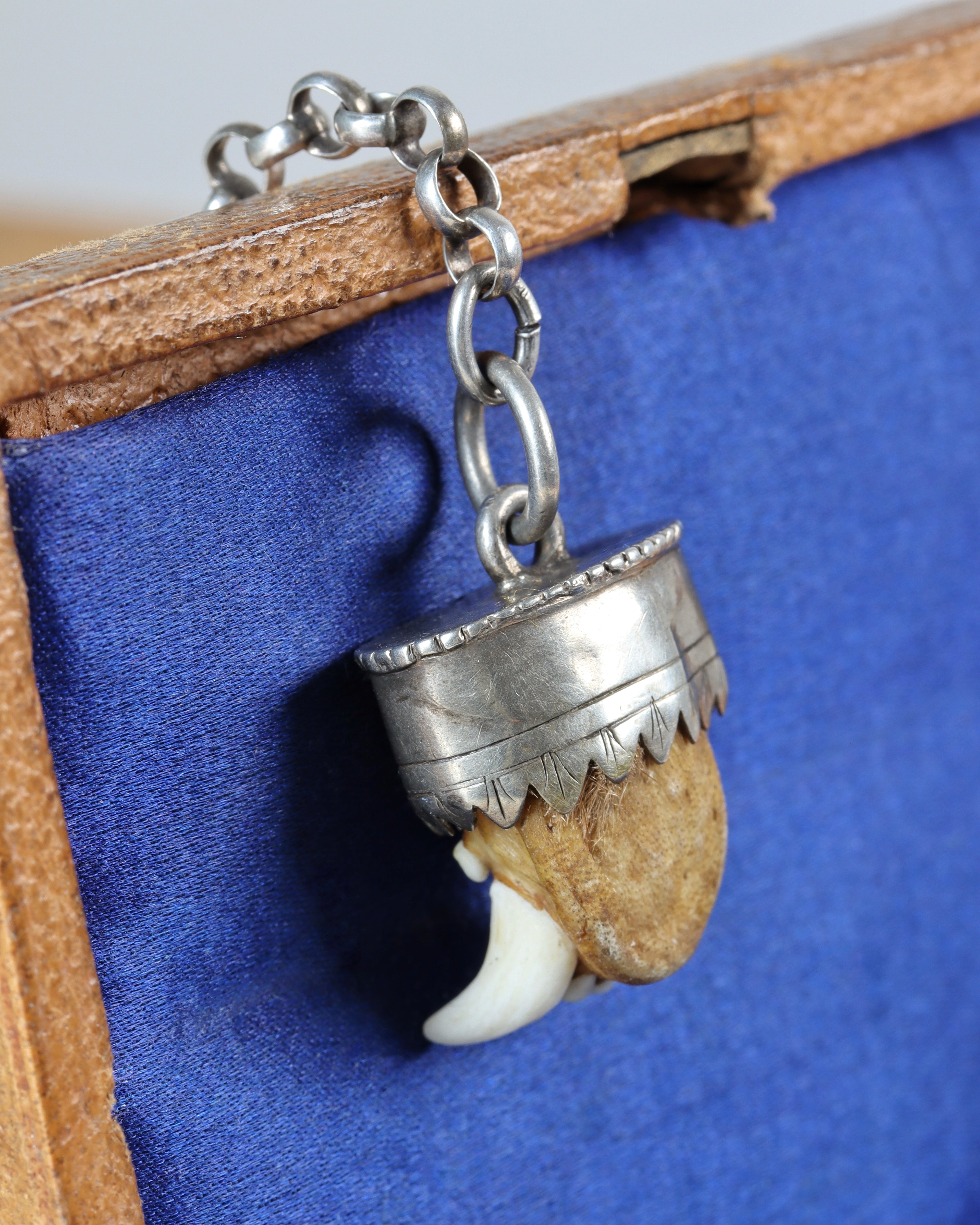 Antique Charivari Animal Tooth Pendant
