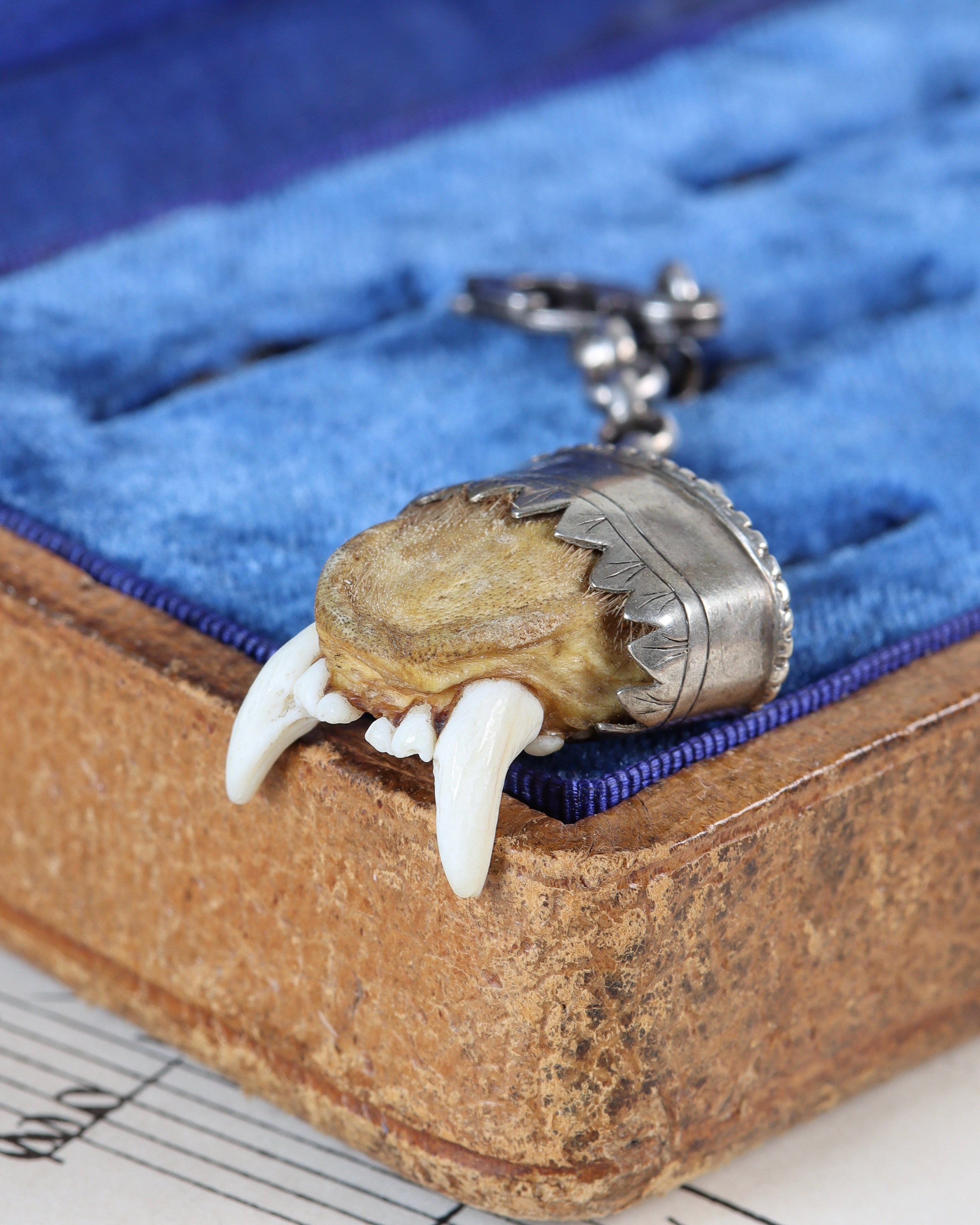 Antique Charivari Animal Tooth Pendant