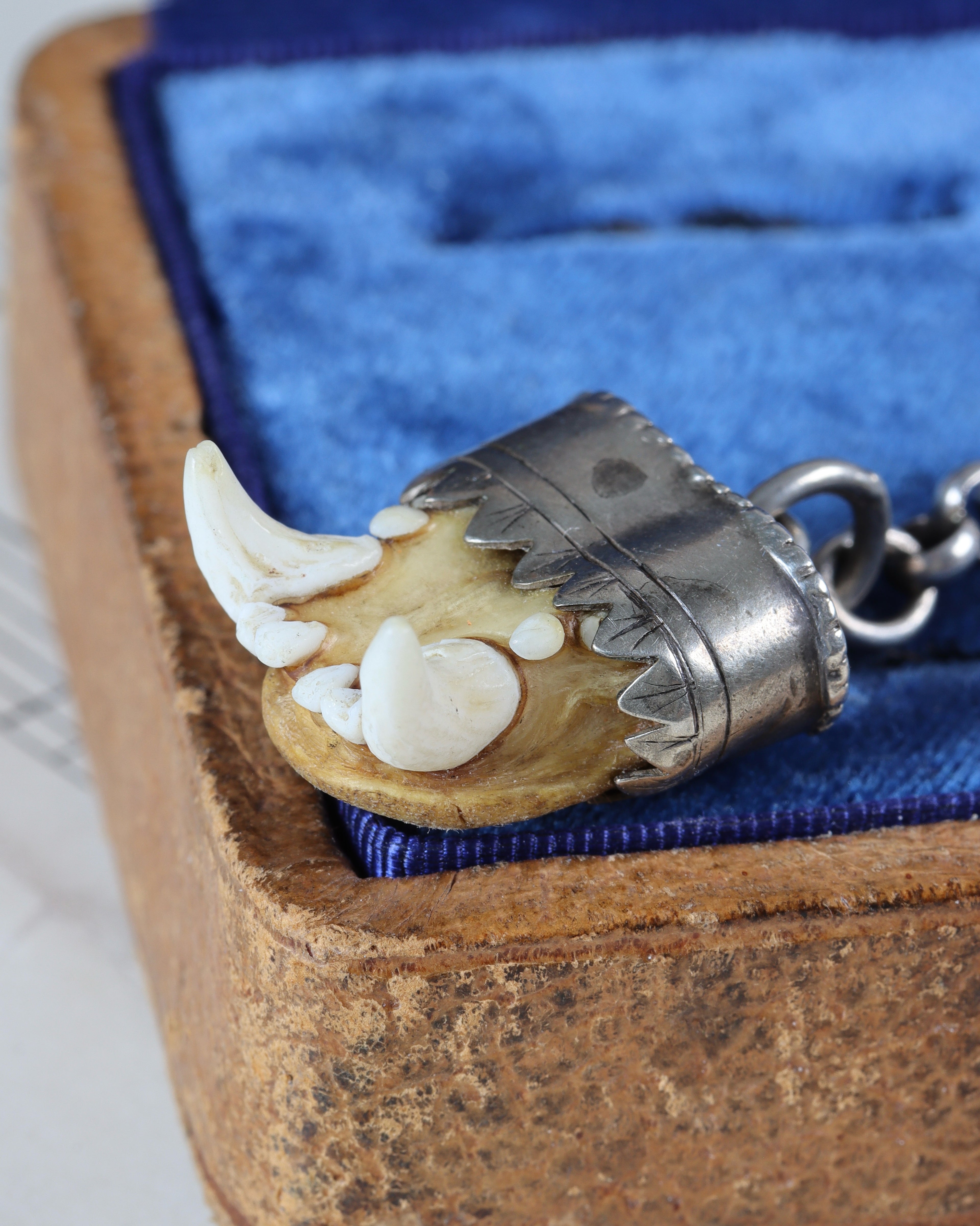Antique Charivari Animal Tooth Pendant