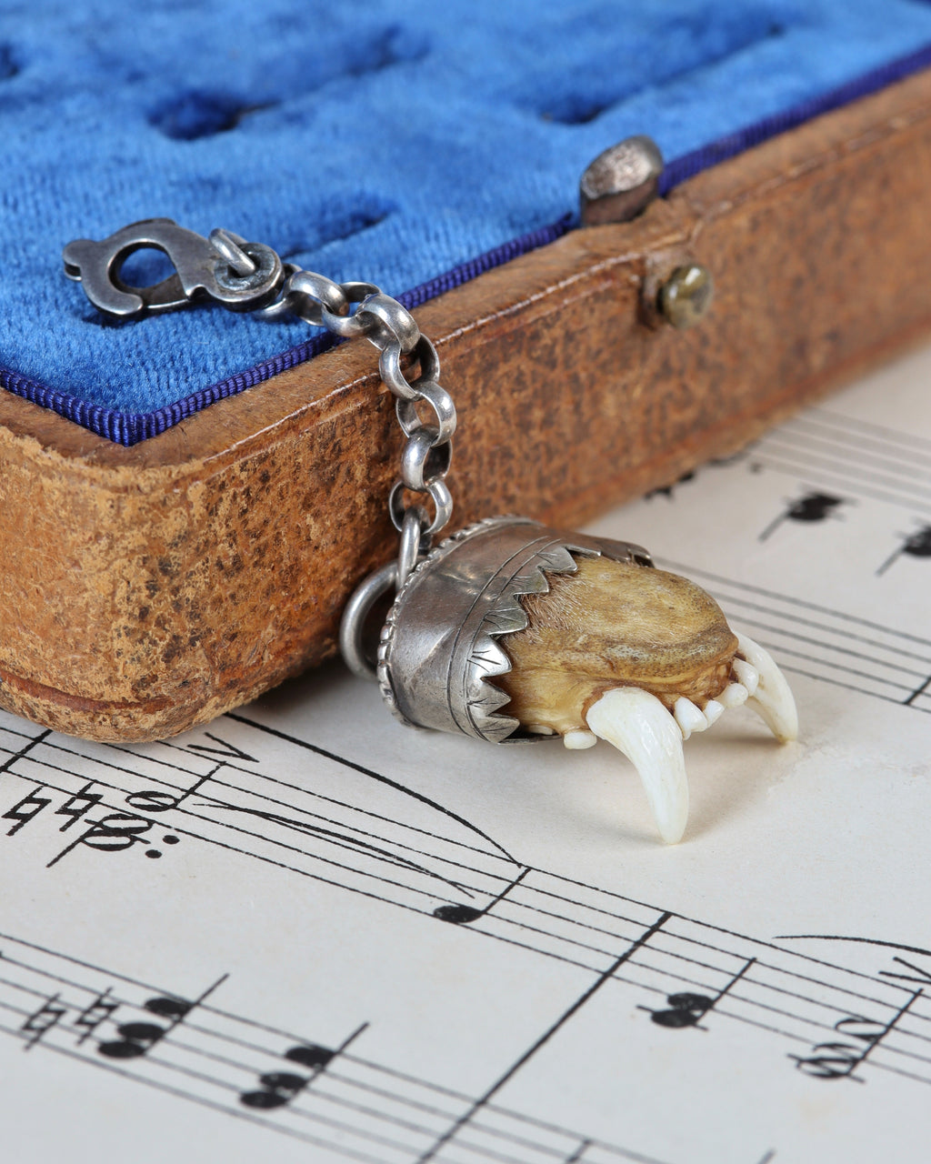 Antique Charivari Animal Tooth Pendant