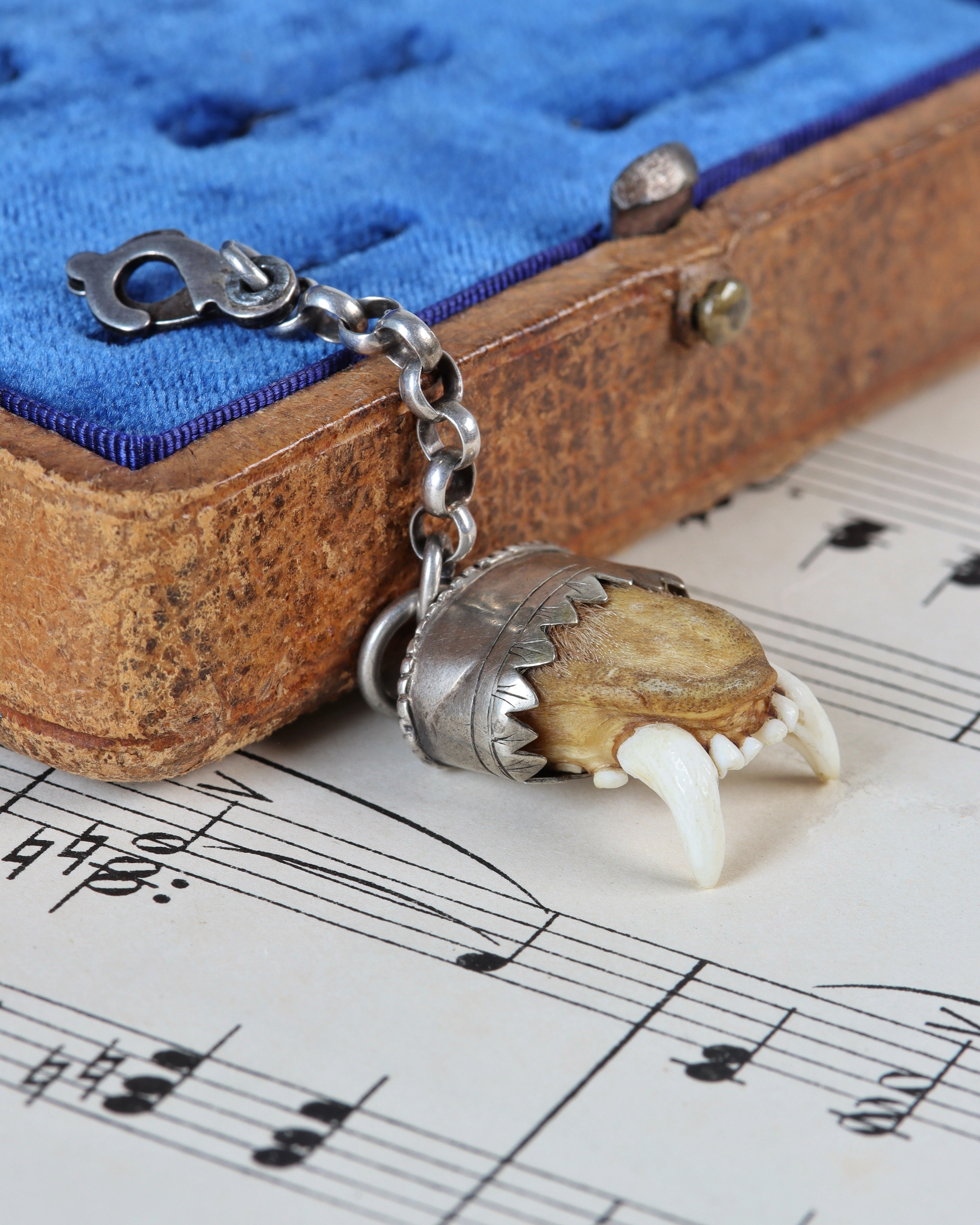 Antique Charivari Animal Tooth Pendant