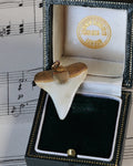 Victorian Shark’s Tooth Pendant in 9ct Gold