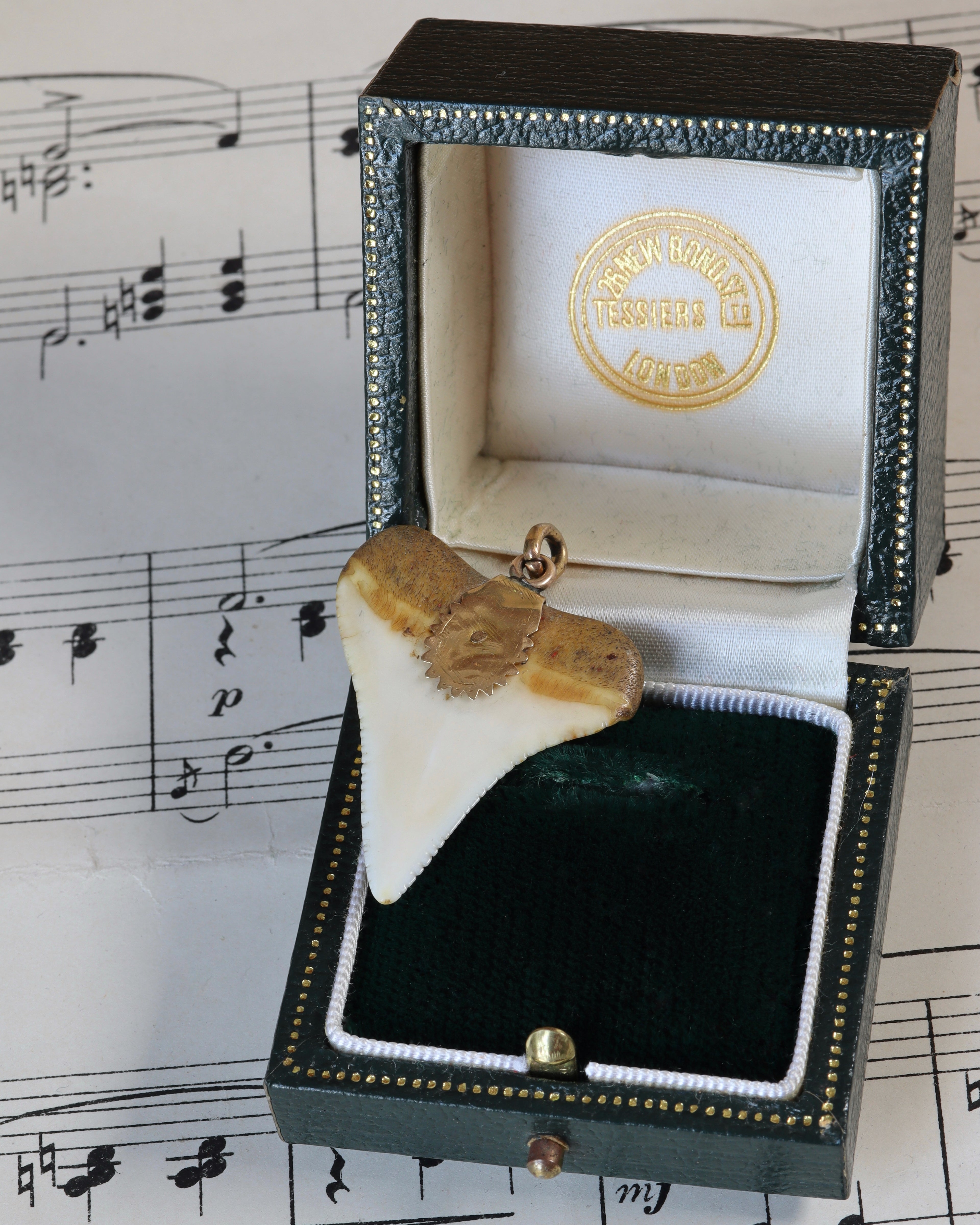 Victorian Shark’s Tooth Pendant in 9ct Gold