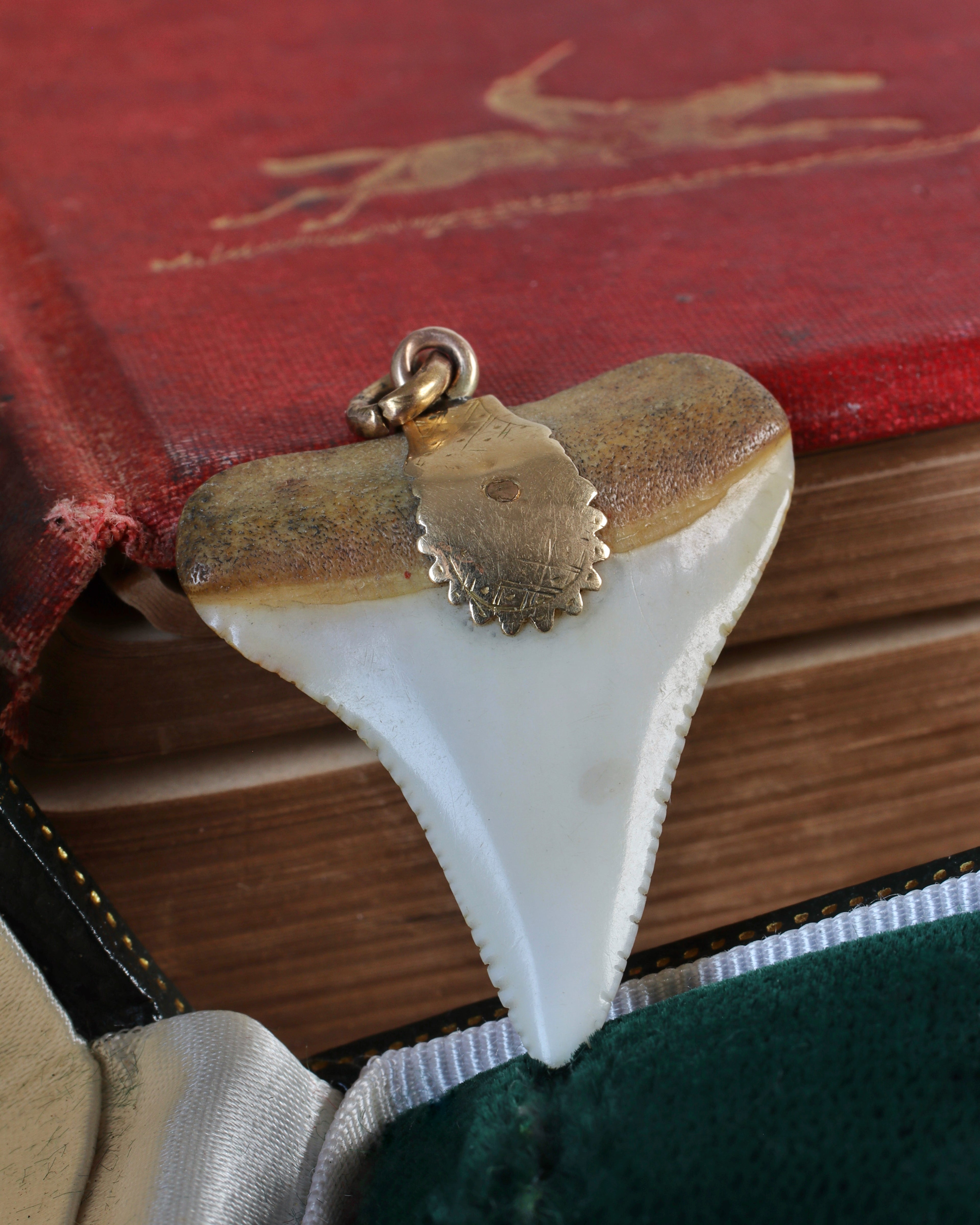 Victorian Shark’s Tooth Pendant in 9ct Gold
