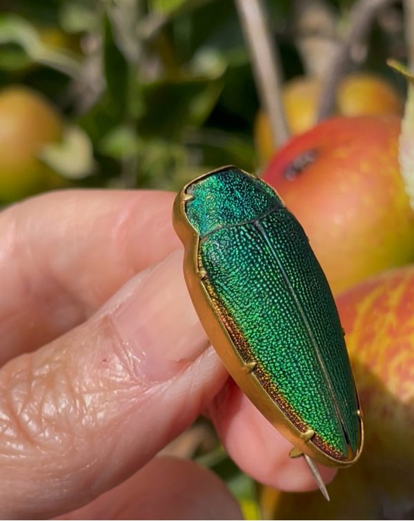 Antique Victorian High Carat Gold Etruscan Revival Beetle Brooch - Image 3